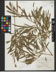 Foto von Salix purpurea L. x Salix viminalis L.